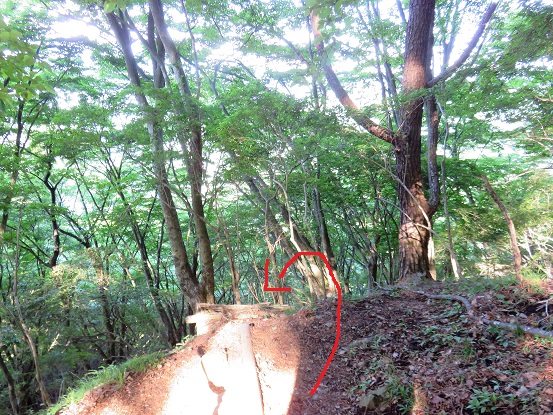 三ノ塔尾根の標高900ｍ前後