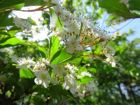 丹沢表尾根お花