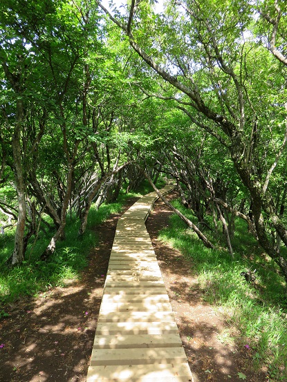 丹沢表尾根の泥んこ地帯に木道が整備