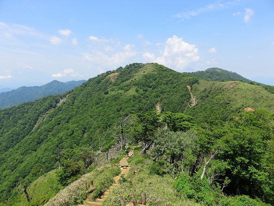 蛭ヶ岳シロヤシオとミツバツツの花が多い地帯
