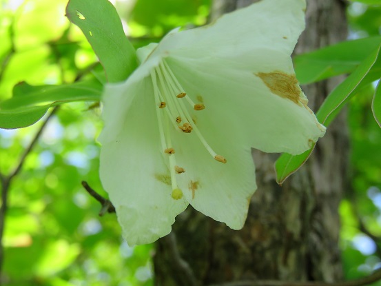 シロヤシオが咲いてた