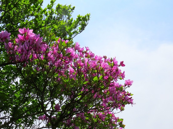 蛭ヶ岳を目指して先に進むとミツバツツジが咲いてました