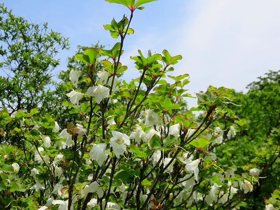蛭ヶ岳周辺のシロヤシオとミツバツツジの花が素晴らしい