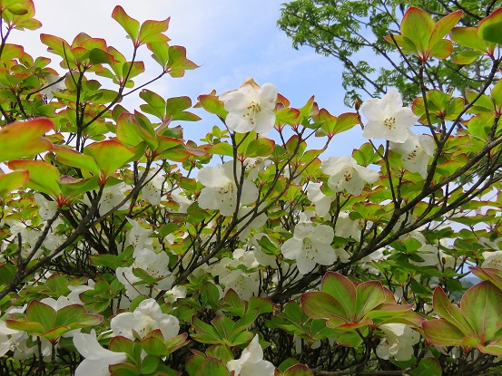 標高1,600ｍ前後がギリギリシロヤシオの花の境界線