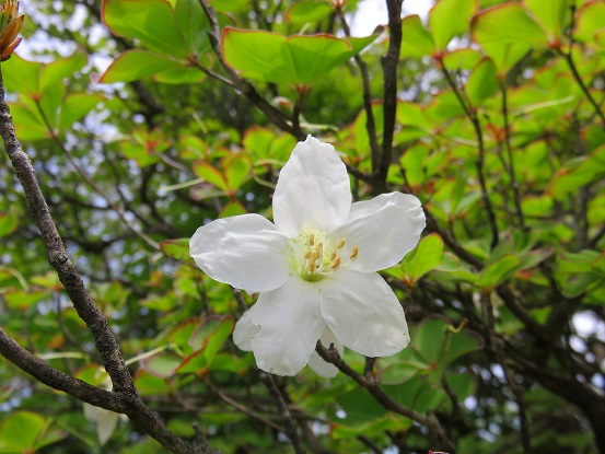 丹沢のシロヤシオの可憐な姿