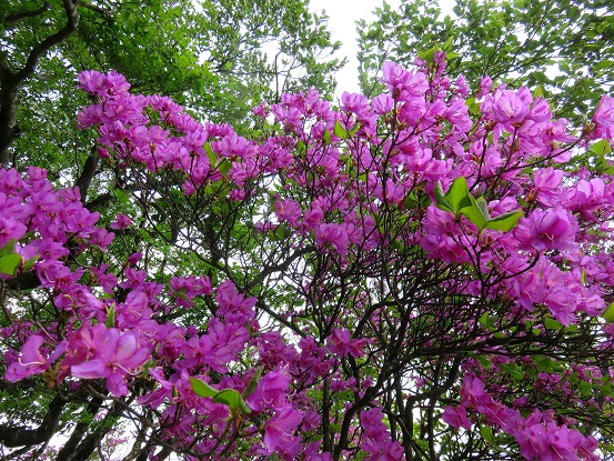 シロヤシオとツツジがモリモリ咲いている風景