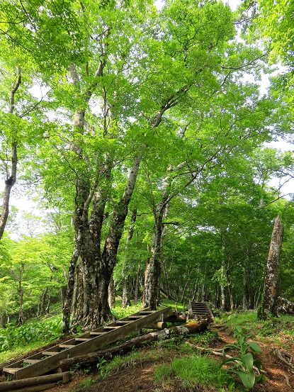 鍋割山稜から鍋割山