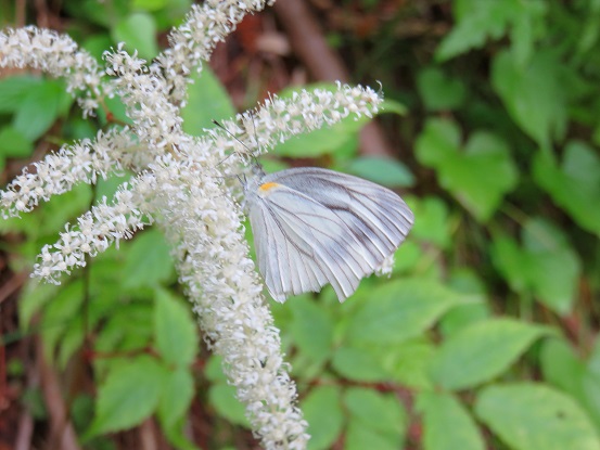 蝶々おやつの時間