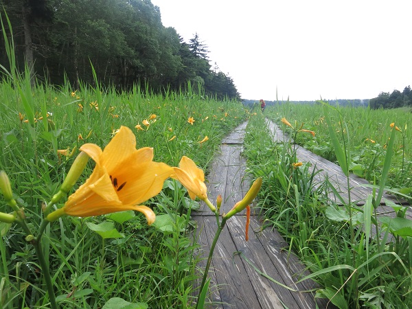 木道とニッコウキスゲのお花景色