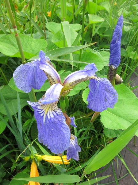 尾瀬アヤメの花