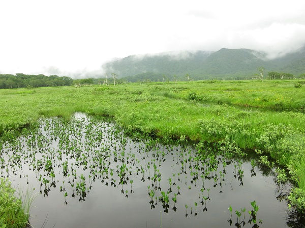 尾瀬らしい池塘景色