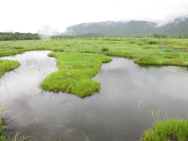 池塘の近く木道の整備