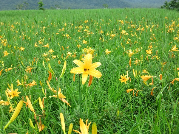 ニッコウキスゲの花の数