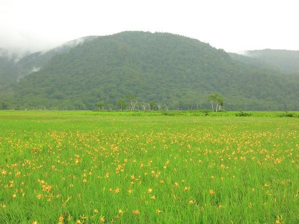ニッコウキスゲを何枚も写真に尾瀬の風景