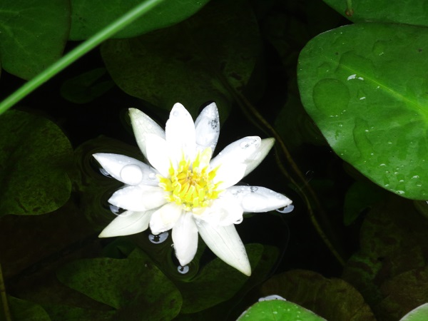 お釈迦様が喜びそうな蓮お花