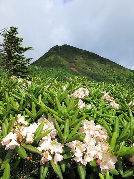 石楠花と燧ヶ岳のお隣のミノブチ岳コラボ風景