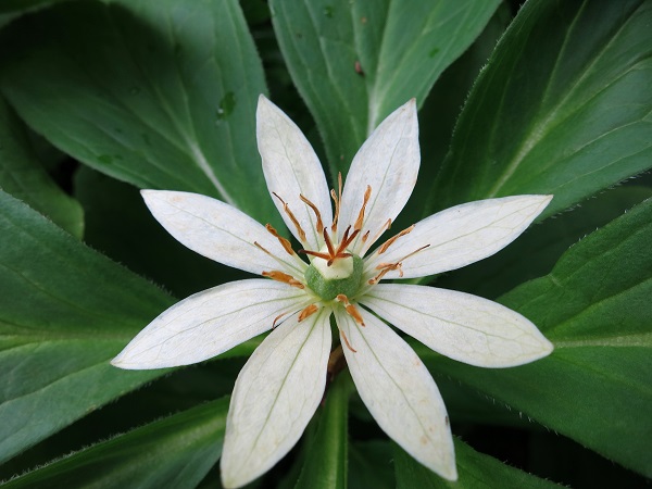 尾瀬お花が多い