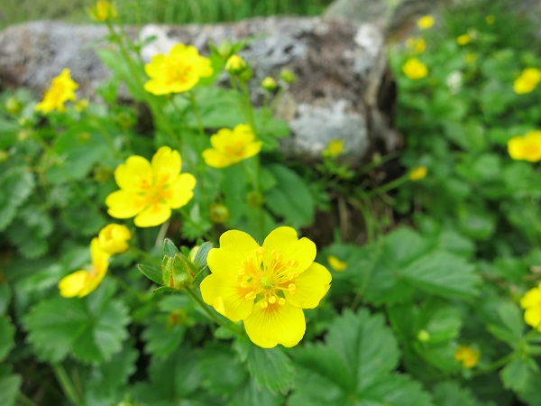 燧ヶ岳の山頂花の群落