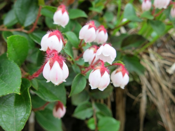 燧ヶ岳の山頂周辺もお花が多く咲いていた