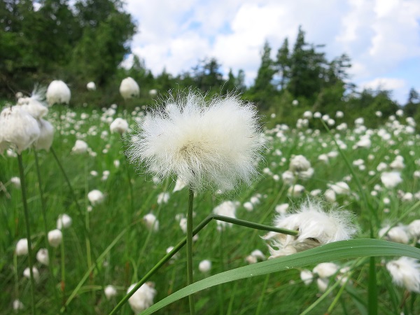 熊沢田代を過ぎるとワタスゲのお花