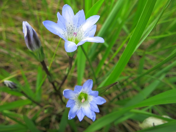 尾瀬のリンドウ