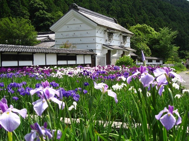 加茂荘花鳥園と富士花鳥園に出没 花菖蒲と紫陽花とフクロウの競演 自由気ままにアンザイレン