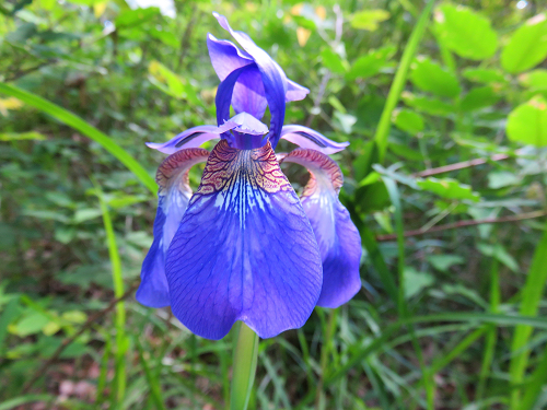 ホッチ峠のお花