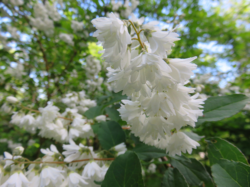 ホッチ峠周辺お花が沢山