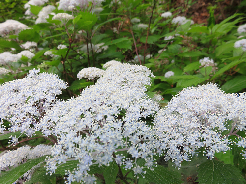 茅ヶ岳登山道草花がモリモリ咲いていた