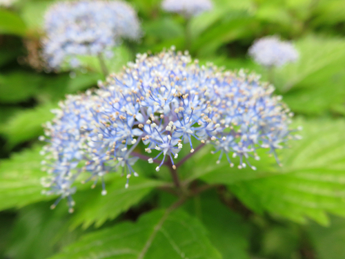 茅ヶ岳登山道コアジサイの花