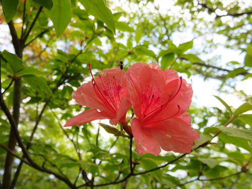 深田久弥亡くなった場所ツツジの花