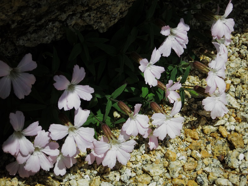 鳳凰三山の高山植物
