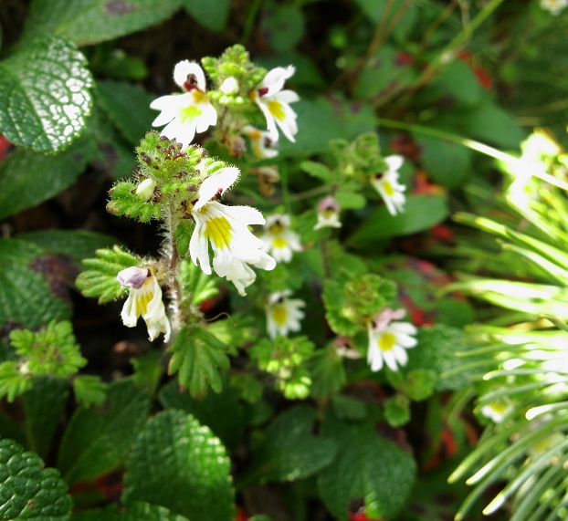 鳳凰三山のお花畑