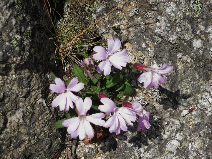 南アルプス縦走4泊5日テント泊で見かけたお花