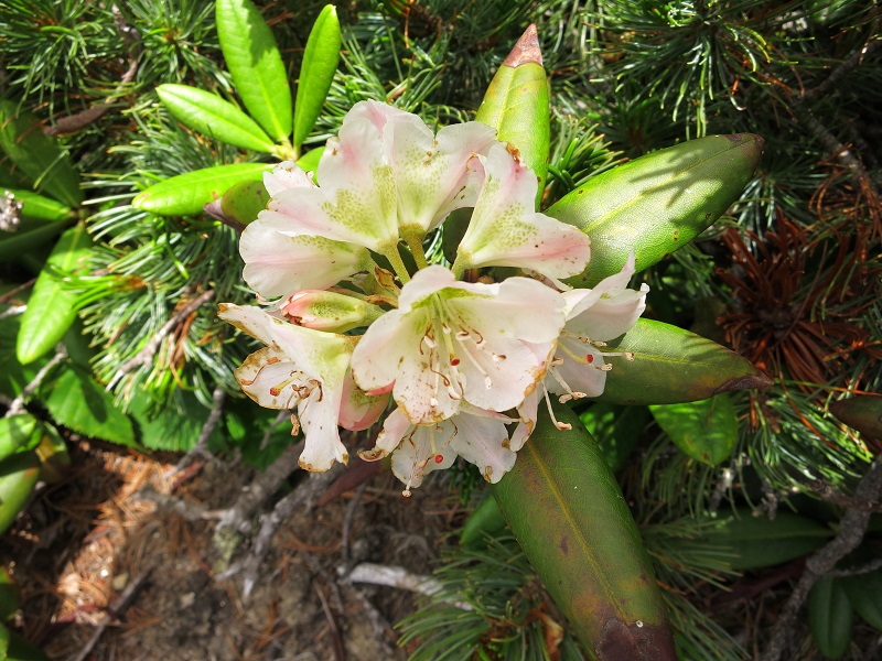 鳳凰三山から南アルプス縦走の再開の様子