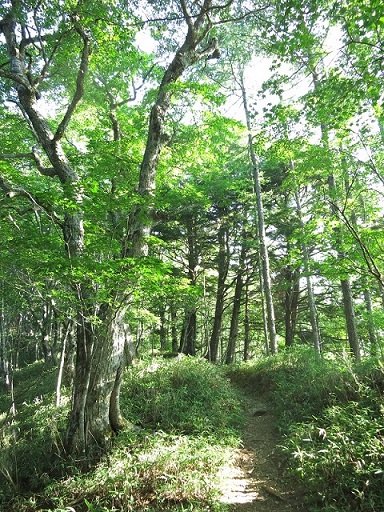 鳳凰三山っぽい登山ルート