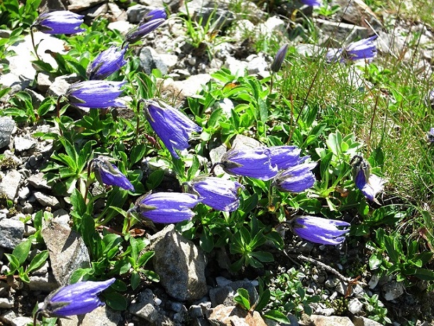 大仙丈ヶ岳の山頂周辺のお花