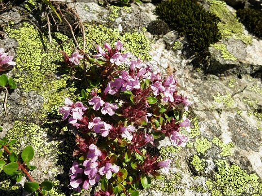 仙丈ヶ岳のお花