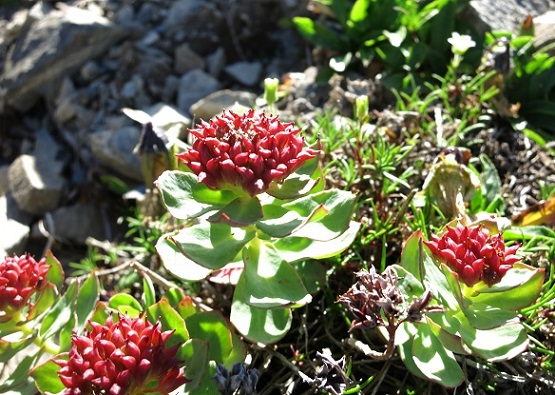 仙塩尾根縦走中のお花
