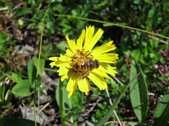 仙塩尾根登山中のお花