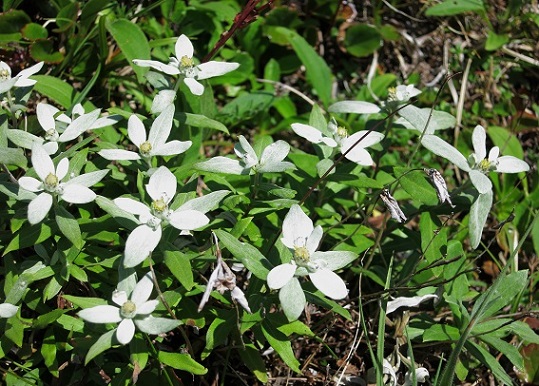 仙丈ヶ岳登山中のお花