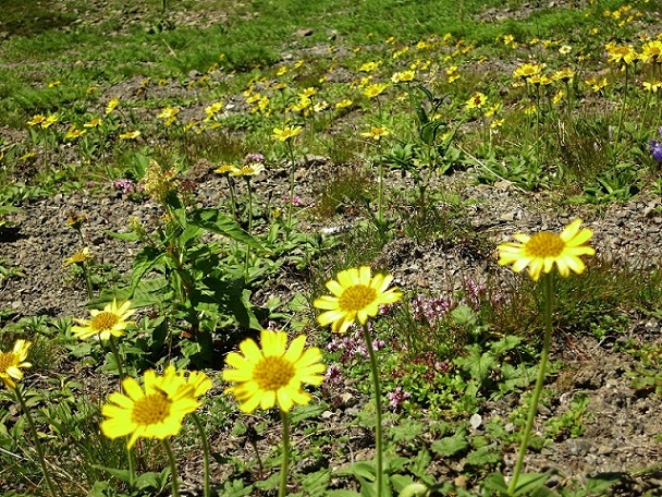 仙丈ヶ岳から大仙丈ヶ岳の稜線上の高山植物