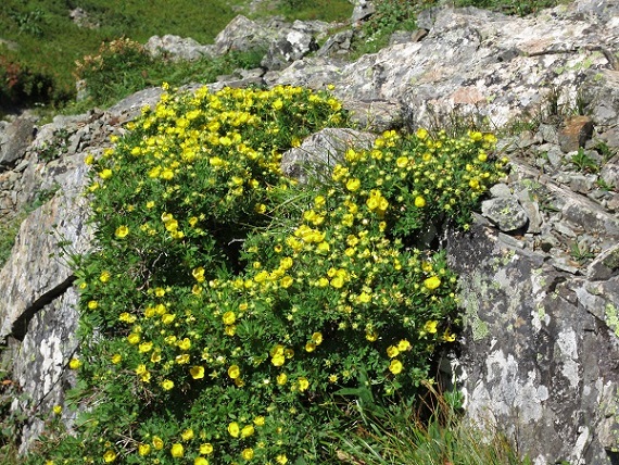 仙塩尾根のお花畑