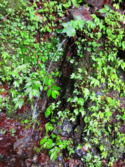 林道終点付近の水場