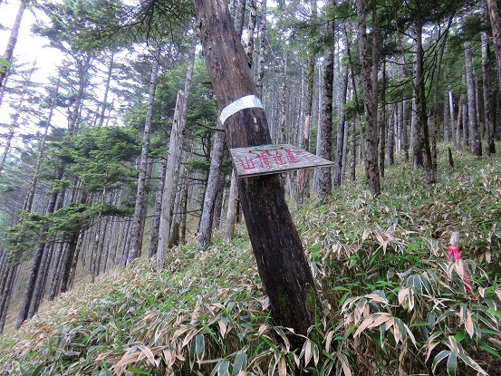 飛龍山への近道分岐