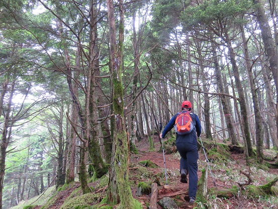 飛龍山までマーキングも豊富で踏み跡