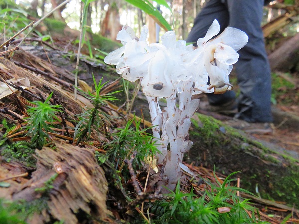 越百山登山ルートで咲いていたギンリョウソウ