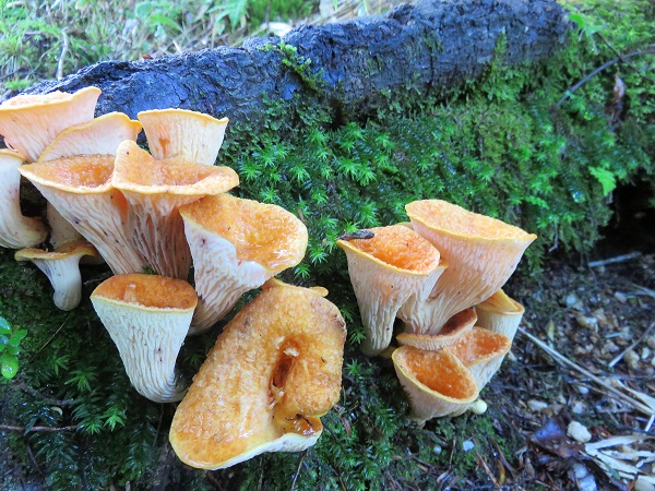 越百山登山ルート上のきのこ