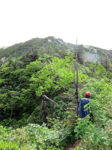 正面に見えているのが目指す越百山