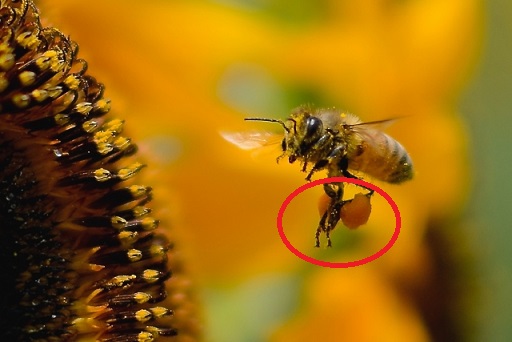 蜂脚に花粉ボールを付けて飛んでいる光景